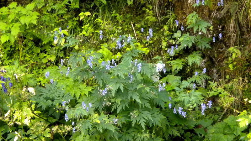 Aconitum degenii / Aconito di Degen